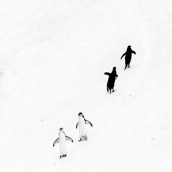 DSC_9381_Two Up, Two Down.jpg